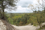 Schoorlse duinen